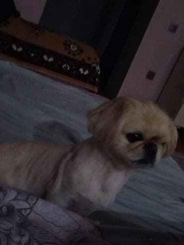 balaca it ucuz: Pekines, 5 il, Dişi, Cütləşmə üçün, Pulsuz çatdırılma — 2