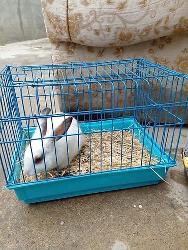 Tekce Qefes ewyalari ile birge satilir. Dovsan veya Deniz donuzu lalafo.az -da Tekce Qefes ewyalari ile birge satilir. Dovsan veya Deniz donuzu