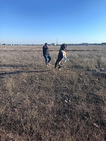 balaca tuklu itler: İt – iri ölçülü, uzun tüklü, ağ-qara-qəhvəyi rəng qarışıq cins di — 1