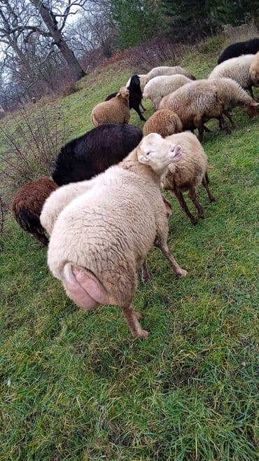 ətlik inək cinsləri: Damazlıq tam yararlı GİSAR qocu SATİLİR. 850 AZN. istəyən olsa etdiyə — 4