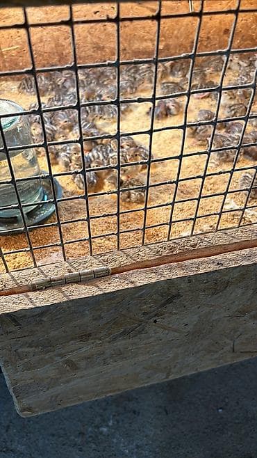 quzu satilir: Xınalı kəklik cücəsi satılır hamısı sağlamdl yumurtada var satışda — 3