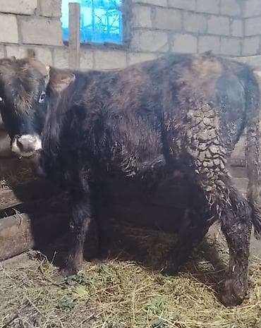 qaz cinsleri: 2 dənə sağlam 7, 10 aylıq erkəy danalar satışda.Yeməy,içməy — 5