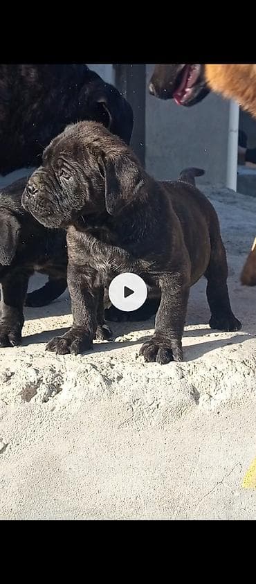 pudil iti satilir: Kane-Korso, 1 ay, Erkek, Sənədli, Ünvandan götürmə, Pulsuz çatdırılma, Rayonlara çatdırılma — 3