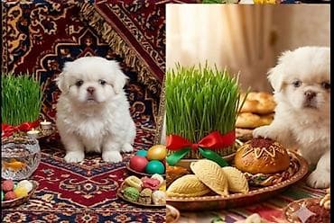 cücə yemi: Pekin quşu balası – ağ rəngli, uzun və qalın tüklü, kompakt bədənli — 1