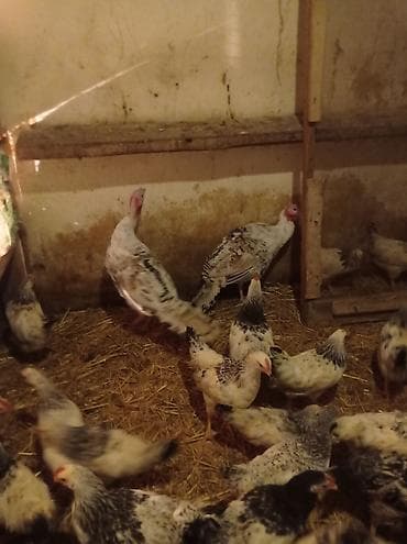 ordey satisi: Tam sağlam ve mayalı erkek hünduşqalar satılır 3-aylıqdılar.3-kiloya — 2