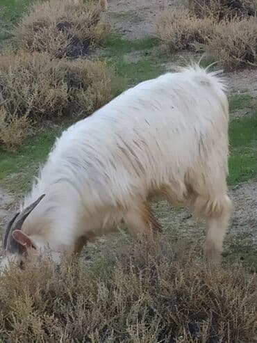 cins ineklerin satisi 2019: Ağ rəngli, uzun tüklü keçi - Cinsəxas görünüş: qalın, dalğalı yun — 1