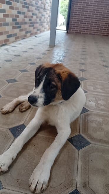 купить собаку в: İt – alanbay iti ilə alman qurdu cinsi - Rəng: ağ bədən, qara-ağ — 1