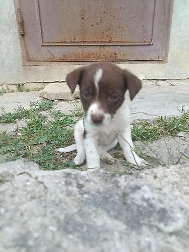 1 ay