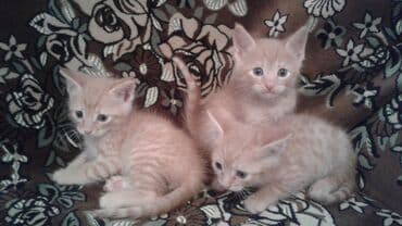 отдам даром породистых котят: 2aylıq erkek balalardı 3də satmiram kim saxlamaq istiyirse gelib — 1