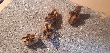 baliq akvarium satisi: Qafqaz qirqovulu cucesi satilir 3 gunluk tam.saglam — 2