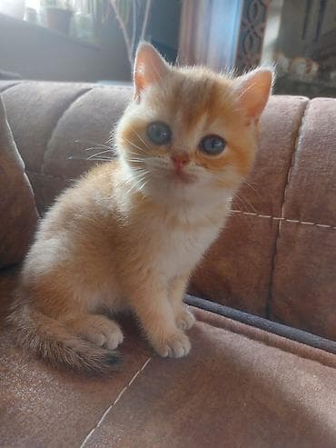 pişik: Qızıl şinşilla — 2