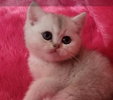 qax heyvanlar: Britan — 3