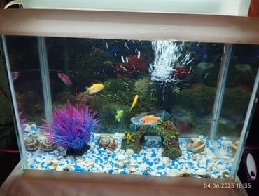 Akvarium satılır qiymətdə endirim olacaq.led işıq filtr və bir sıra