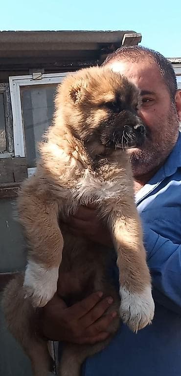 ev iti balaca: Qafqaz çoban iti, 2 ay, Dişi, Peyvəndli — 2