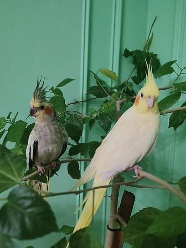 ana bala keci: 2 erkek 1 dişi dişi yumurtlayır evde saxlanılıb qefesle bir yerde — 4