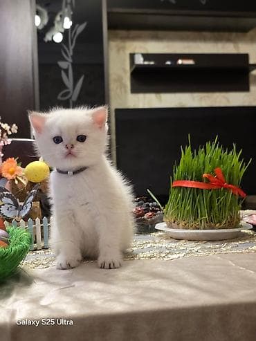 pisik ucun tualet: Britan — 2