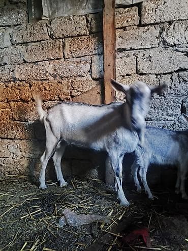 halep kecisi: 1 dışı 1 erkek buynuzsuz keçiler Cins keçiler Sanen dışıdır Alpin — 3