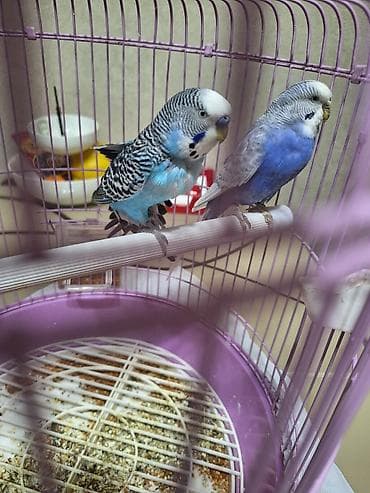 ev quş: 2 papuqay ve boyuk qefesi ile birlikde satilir, qalan yemi de ustunde — 2