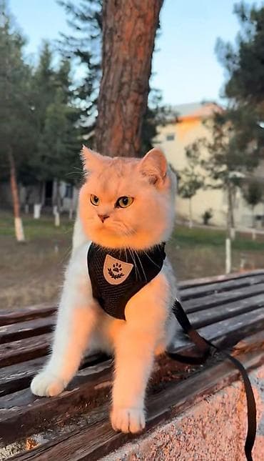 Şotland yastı qulaq, Dişi, Yaxşı əllərə