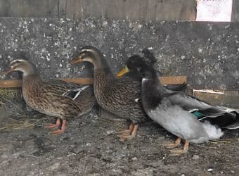 lal ordəklərin satışı: Salam 1 yaşıl baş kəkilli, 2 sona 1 ri kəkilli satilir qiyməti 60 AZN — 1