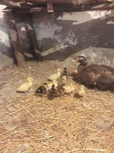 ruan ordək: Lavanda ve Macar balalari satilir.10 manata böyukler. Balacalar 5 — 6