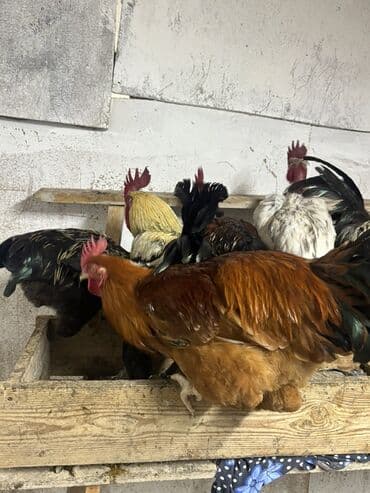 Xoruz, il: 3 lalafo.az -da Xoruz, il: 3