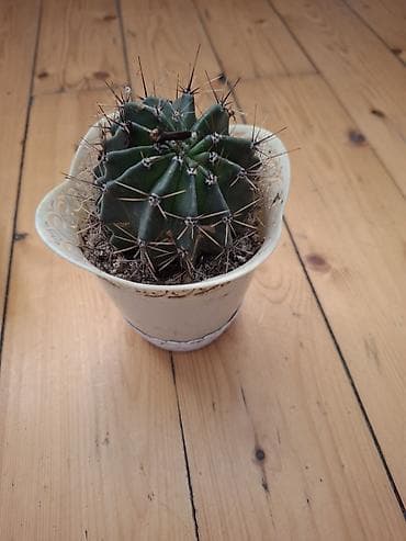 Otaq bitkiləri: Gimnocalycium tipli tikanlı kaktus (saksıda) - Bitki: Tünd-yaşıl — 1