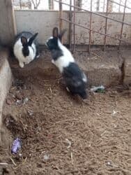 Dovşanlar bala və böyük