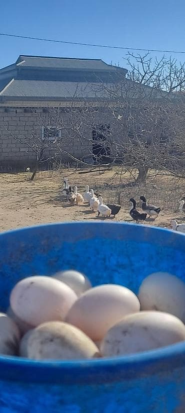 tap az quşlar: Ördək yumurtası biri 50 qepik teze mayalı yumurtalardı — 10