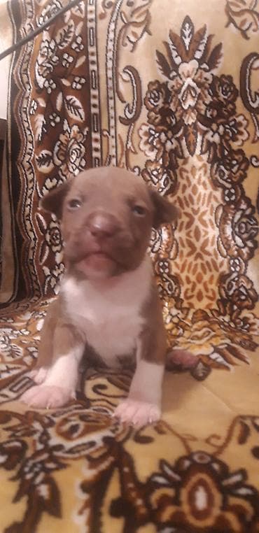 ağ haski: Pitbul — 5