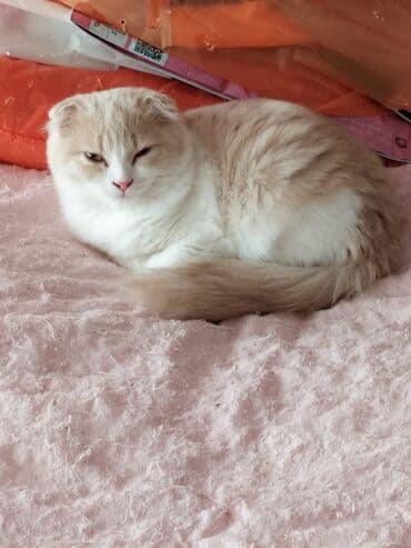 pişik şekileri: Şotland yastı qulaq, Yaxşı əllərə — 3