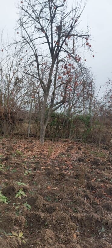 qazaxda torpaq satilir: 8 sot, Tikinti, Mülkiyyətçi, Kupça (Çıxarış) — 2