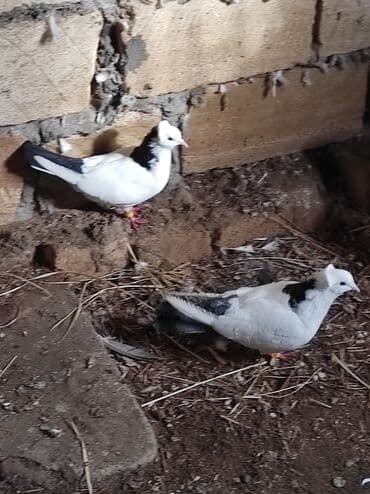 Gəmiricilər: Cüt dekorativ göyərçin – ağ-qara rəngli, baş hissəsində taclı lələk — 6