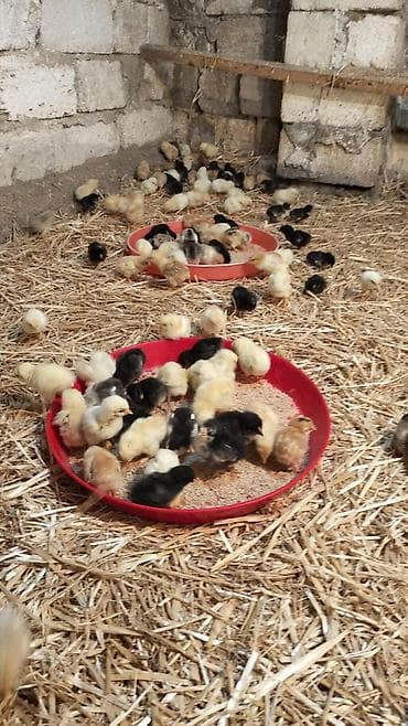 Toyuq cücələri, Damazlıq