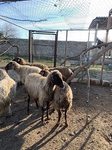 alman qurdu it: Boğaz qoyunlar satılır bala ələ dəyir yelində eliyiblər — 2