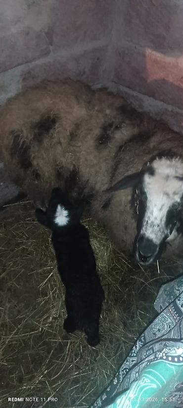 mal heyvan satisi: Erkəy quzulu Qoçlu qoyun – ana ilə quzu birlikdə - Növ: Yerli — 1