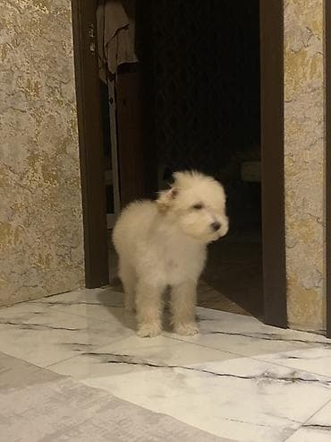 Digər heyvanlar: 3 ay, Dişi, Peyvəndli, Ünvandan götürmə — 1