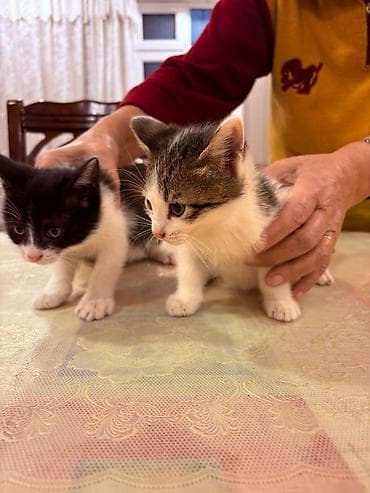şotlant pişik: Sahiblendirilir.dermanlari verilib.4 dene baladi.tertemizdiler — 8