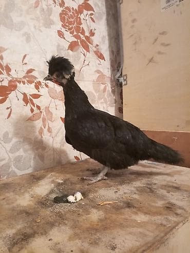 Pişiklər: Toyuq, Damazlıq — 2