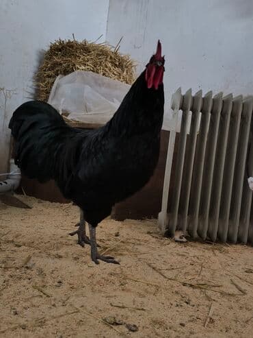 cuce ve xoruz temsil: 🐓 Cavan əsl damazlıq çox aktiv avstrolorp xoruz satıram tam sağlam iri — 1