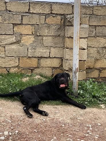 coban iti adlari: Kane-Korso, 2 il, Erkek, Cütləşmə üçün — 2