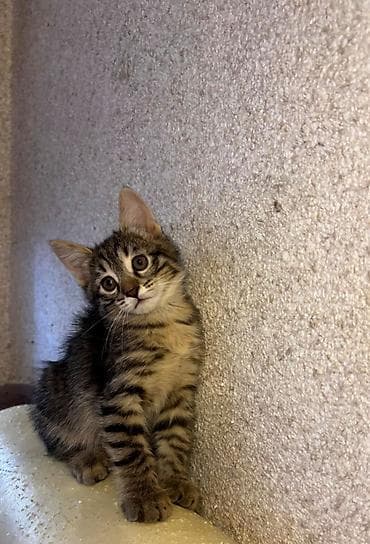 Dişi, Yaxşı əllərə