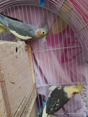 Digər heyvanlar: Nimfa (Cockatiel) papağanları – müxtəlif rənglər - Növ: Nimfa — 2