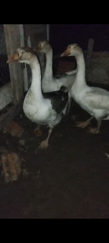 qaz heyvani: 3əded xoruz qaz satılır bu ilkidilər.biri 33m.unvan Şəki — 3