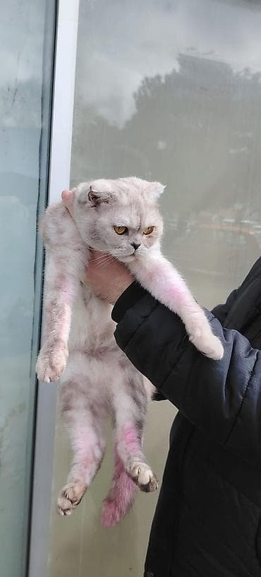 Şotland yastı qulaq