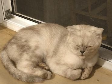 шиншилла кошка: Шотладская вислоухая, Самка, В добрые руки — 2