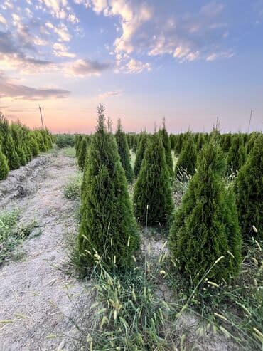 zeytun satışı: Dekarativ agaclarin satiwi istenilen novde istenilen olcude var elave — 30