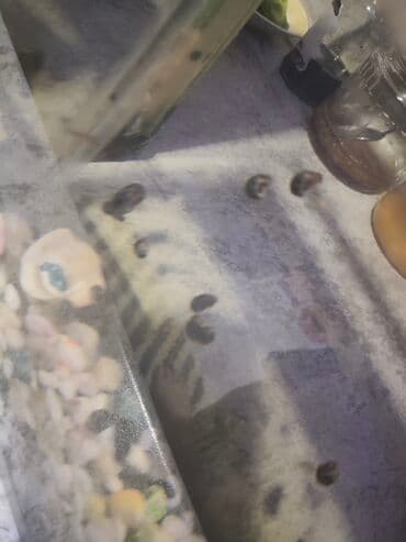 Sülhsevər, Ünvandan götürmə lalafo.az -da Sülhsevər, Ünvandan götürmə