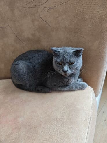 pişik sortlari: Şotland yastı qulaq, Dişi, Ünvandan götürmə — 1