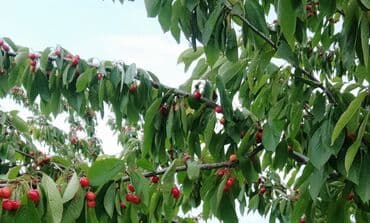 xacmaz torpag: 93 sot, Kənd təsərrüfatı — 7